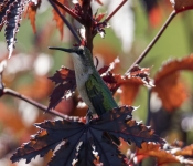2019 09 15 LongFellowGardens 022